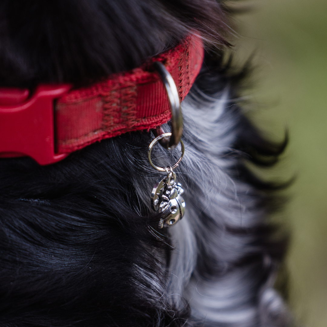 Ladybird Silver Charm