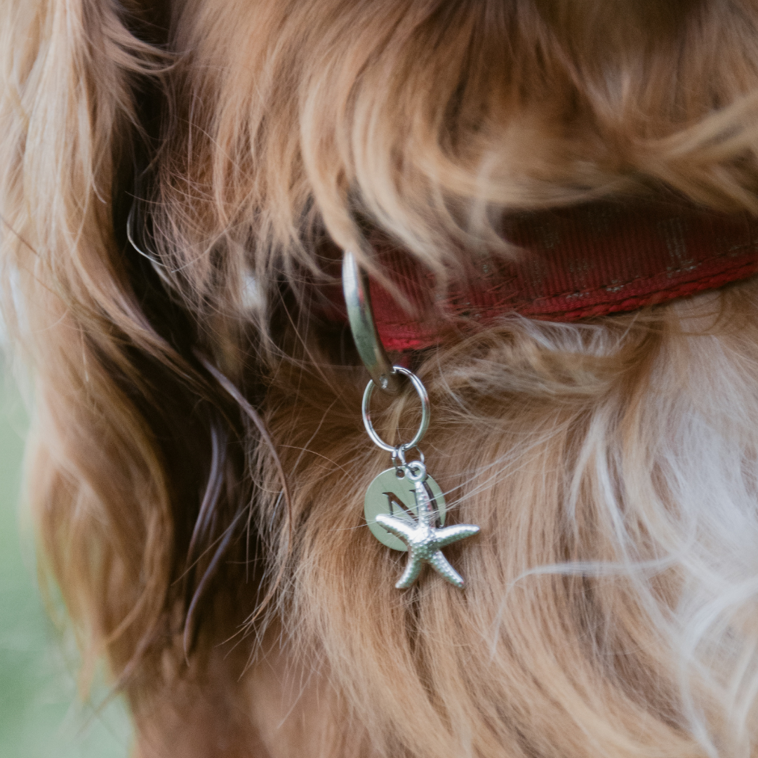 Starfish Silver Charm