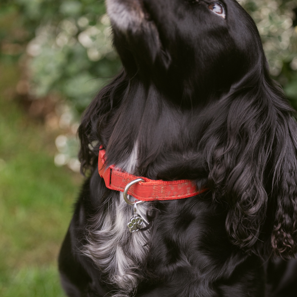 Paw Silver Charm