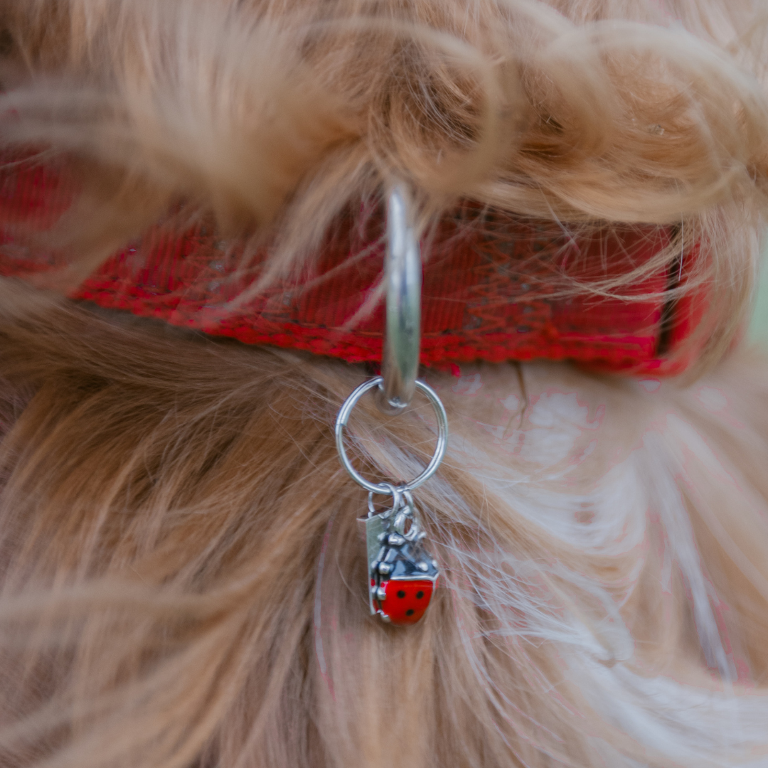 Ladybird Charm