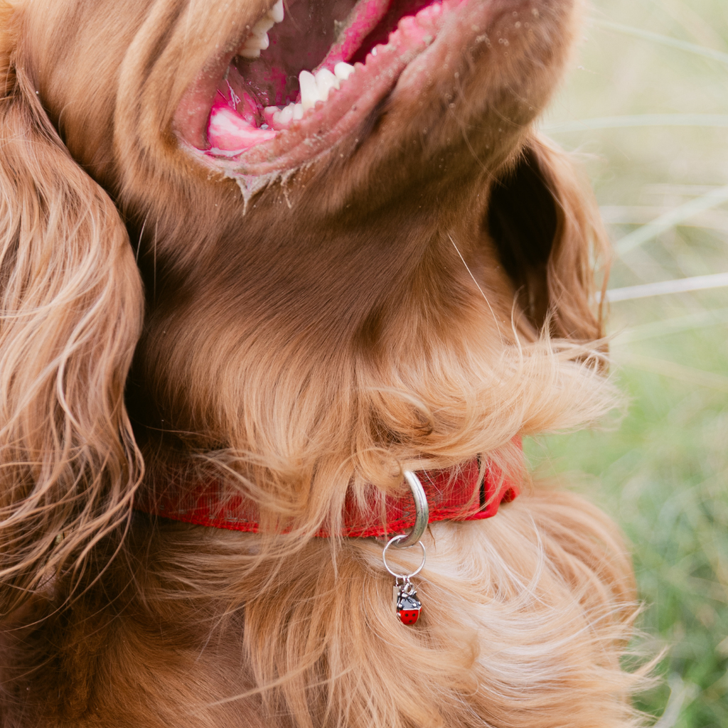 Ladybird Charm