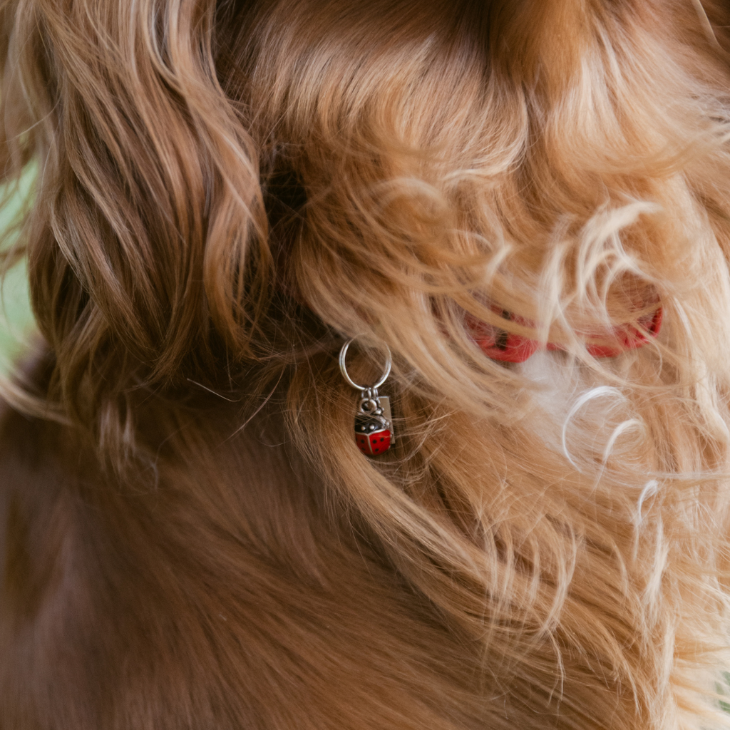 Ladybird Charm