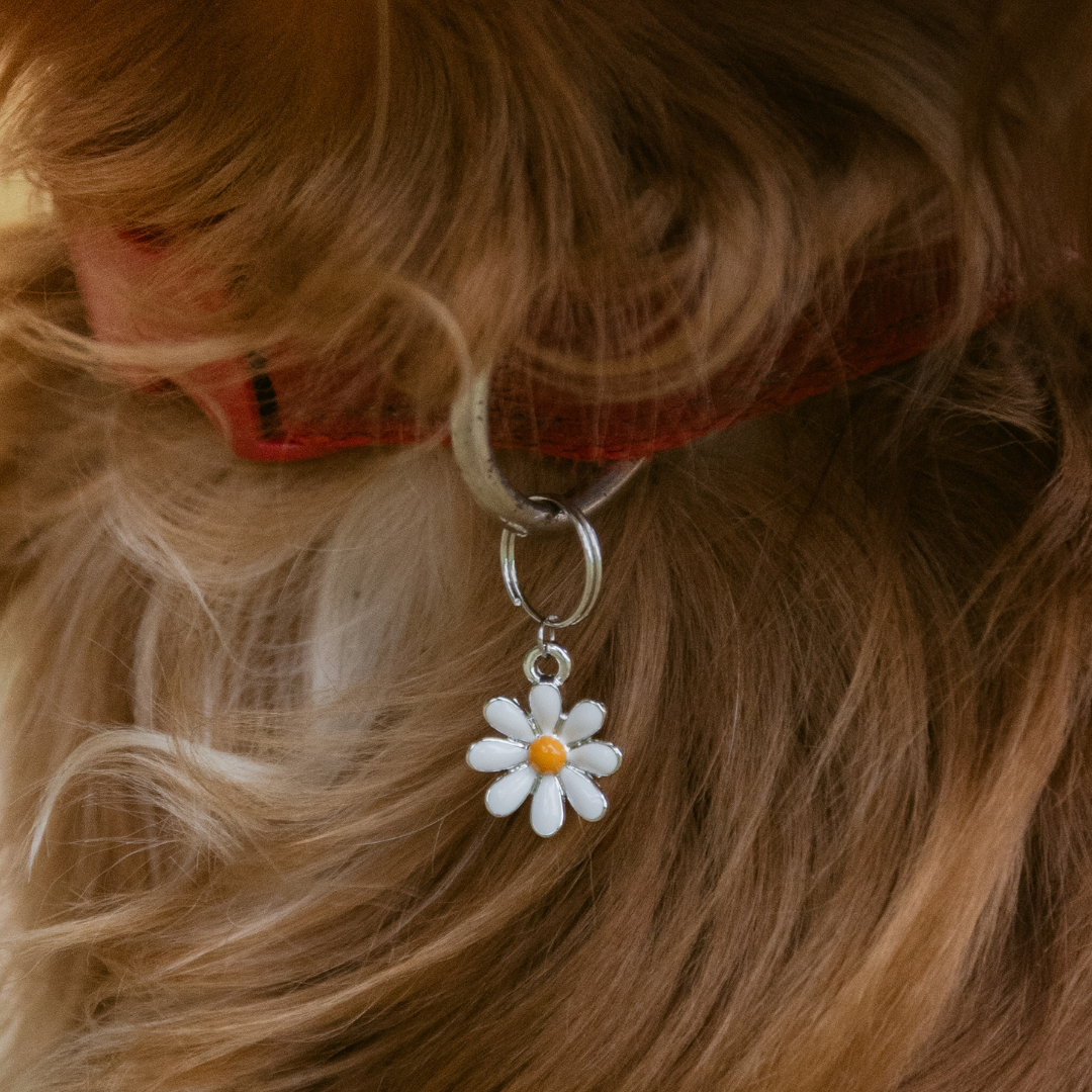 Daisy Charm