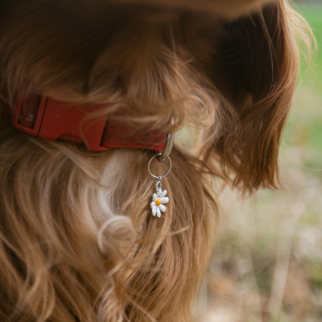 Daisy Charm