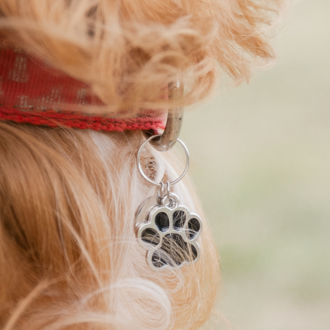 Paw Charm