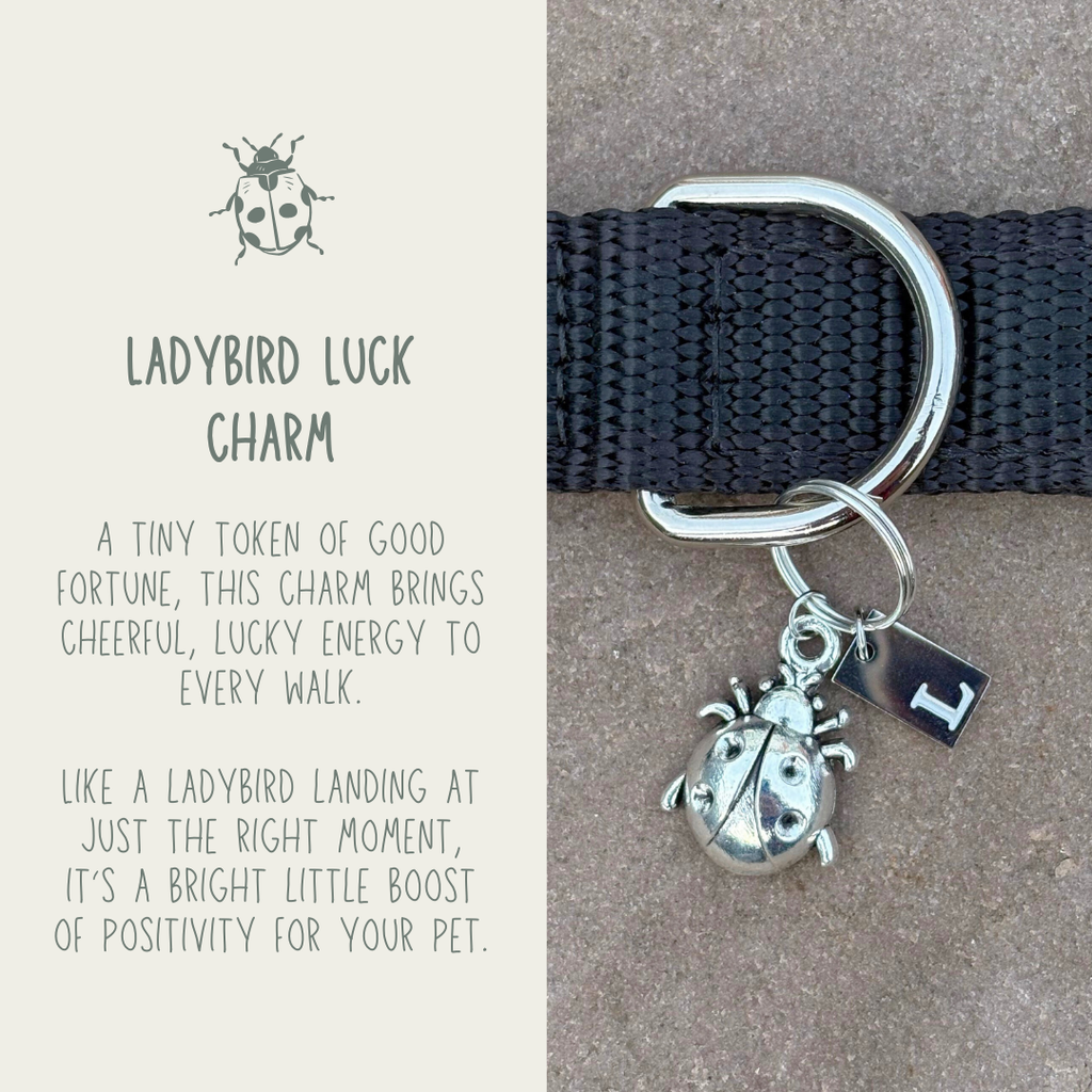 Ladybird Luck